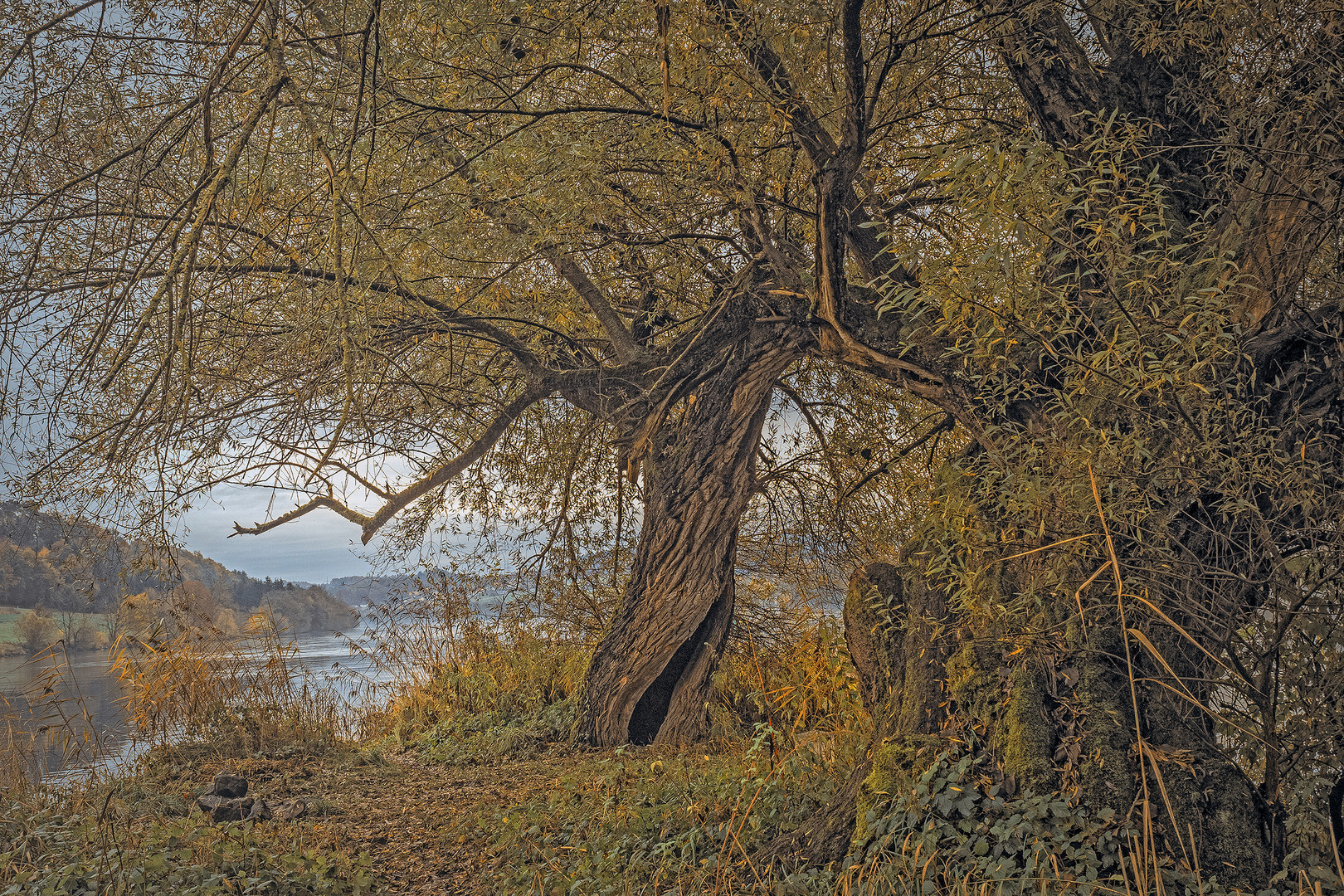 Herbstliche Weiden an der Donau