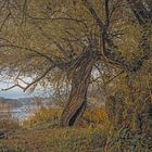 Herbstliche Weiden an der Donau