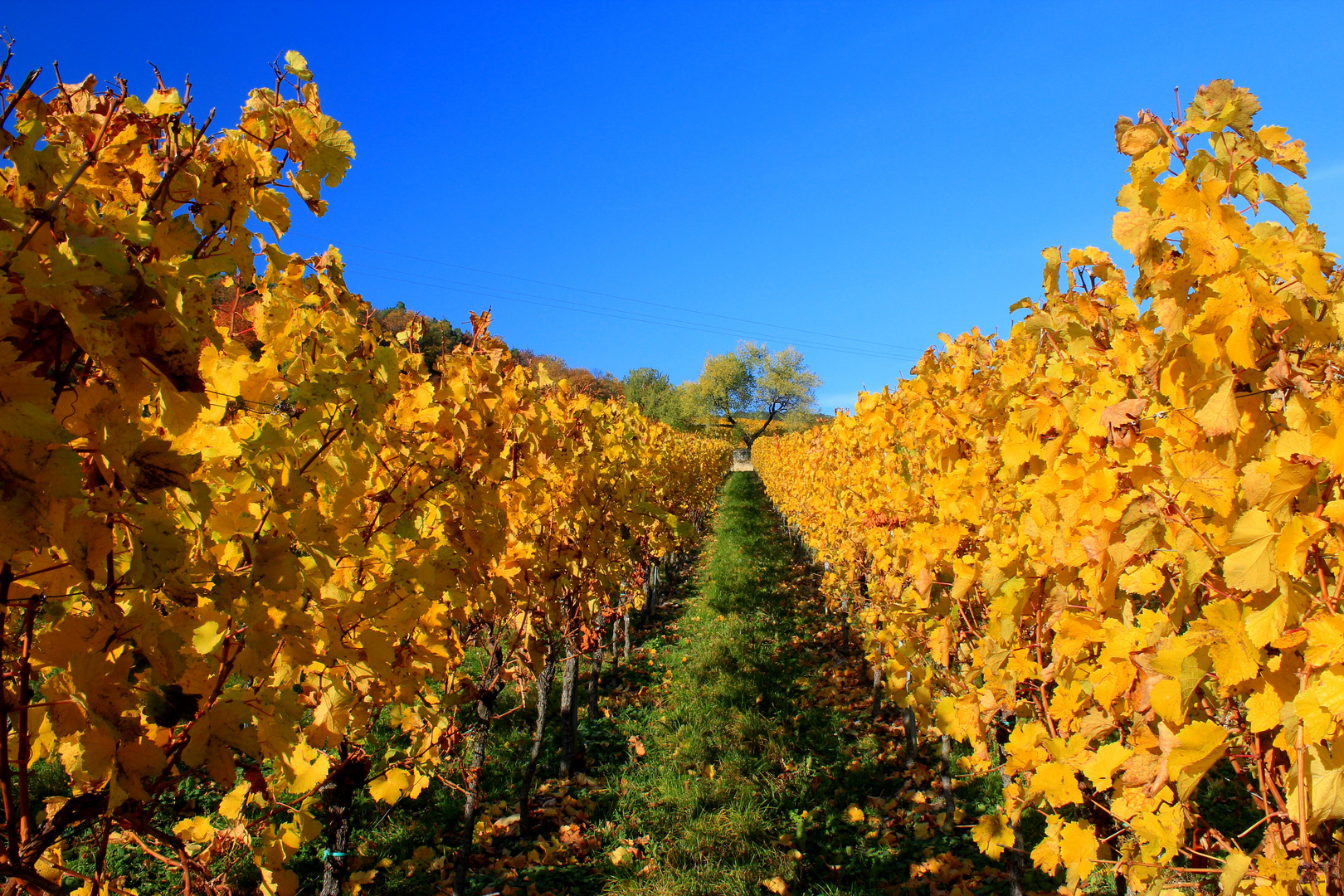 Herbstliche Weinberge