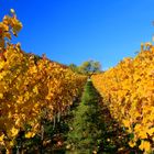 Herbstliche Weinberge