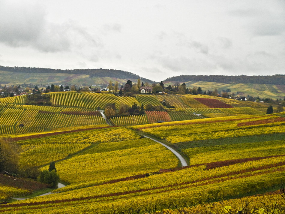 herbstliche Weinberge