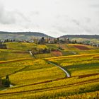 herbstliche Weinberge