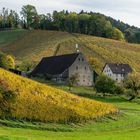 Herbstliche Weinberge