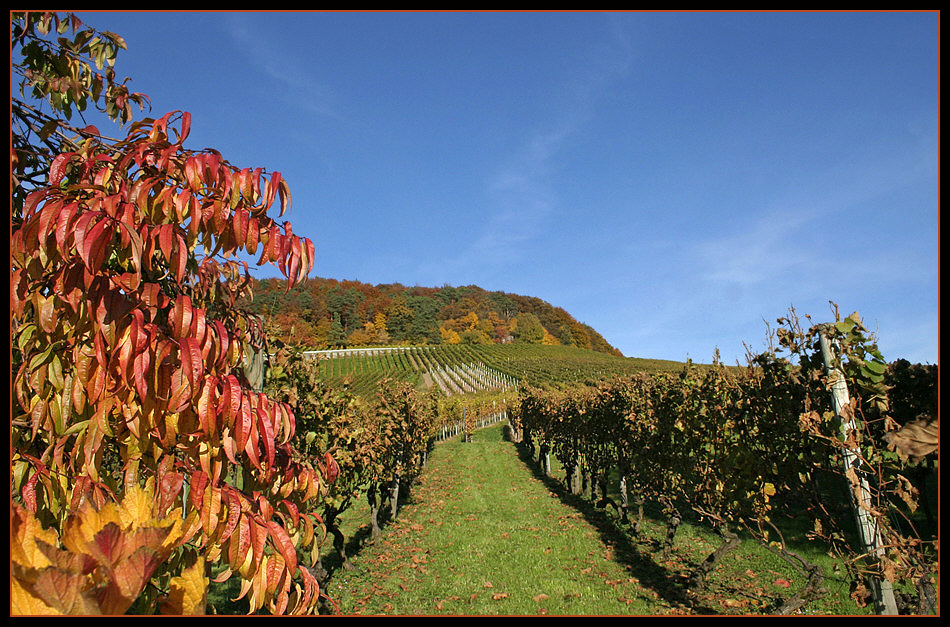 Herbstliche Weinberge (1) ...