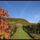 Herbstliche Weinberge (1) ...