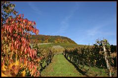 Herbstliche Weinberge (1) ...