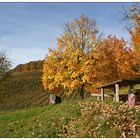 Herbstliche Weinberge (3) ...