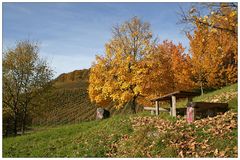 Herbstliche Weinberge (3) ...