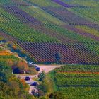 Herbstliche Weinberge