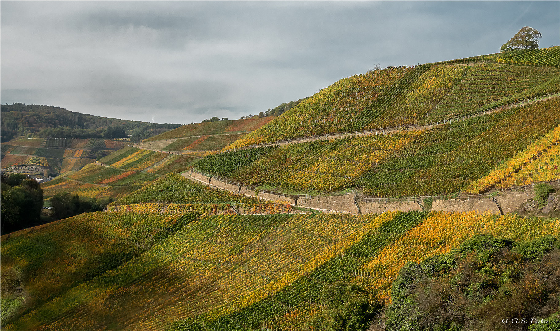 Herbstliche Weinberge