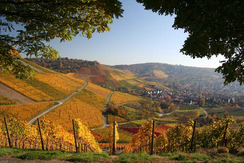 Herbstliche Weinberge