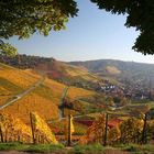 Herbstliche Weinberge