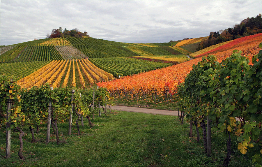 herbstliche Weinberge ...