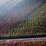 Herbstliche Weinberge…