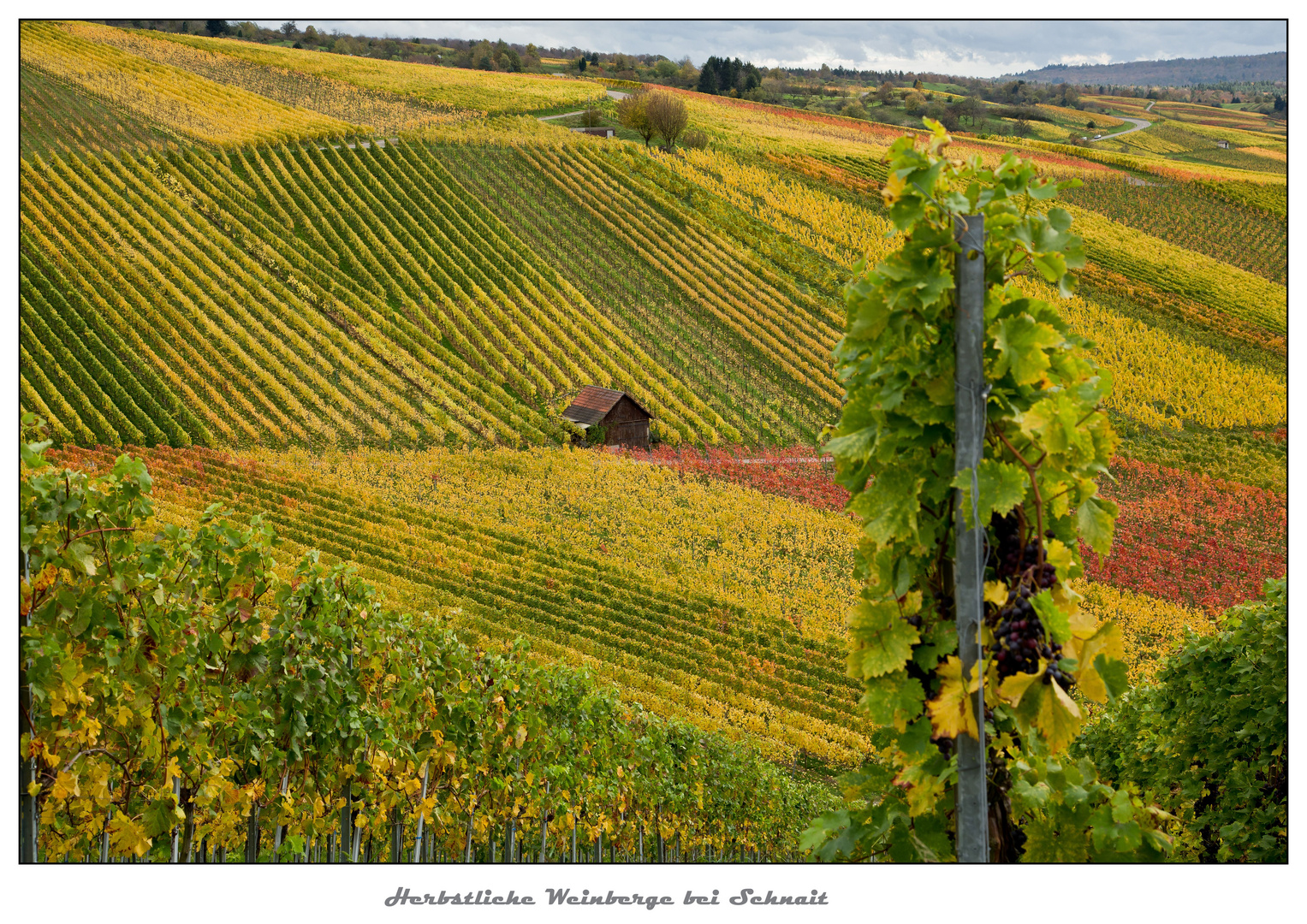 Herbstliche Weinberge bei Schnait 2