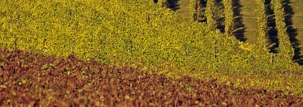 Herbstliche Weinberge II…