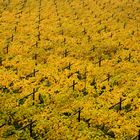 Herbstliche Weinberge in Südtirol