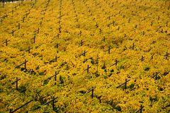 Herbstliche Weinberge in Südtirol