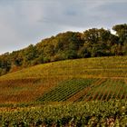 Herbstliche Weinberge nahe Heilbronn