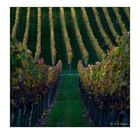 herbstliche Weinbergimpression -1-