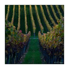 herbstliche Weinbergimpression -1-