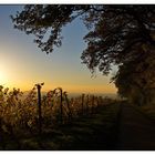 herbstliche Weinbergimpression -10-