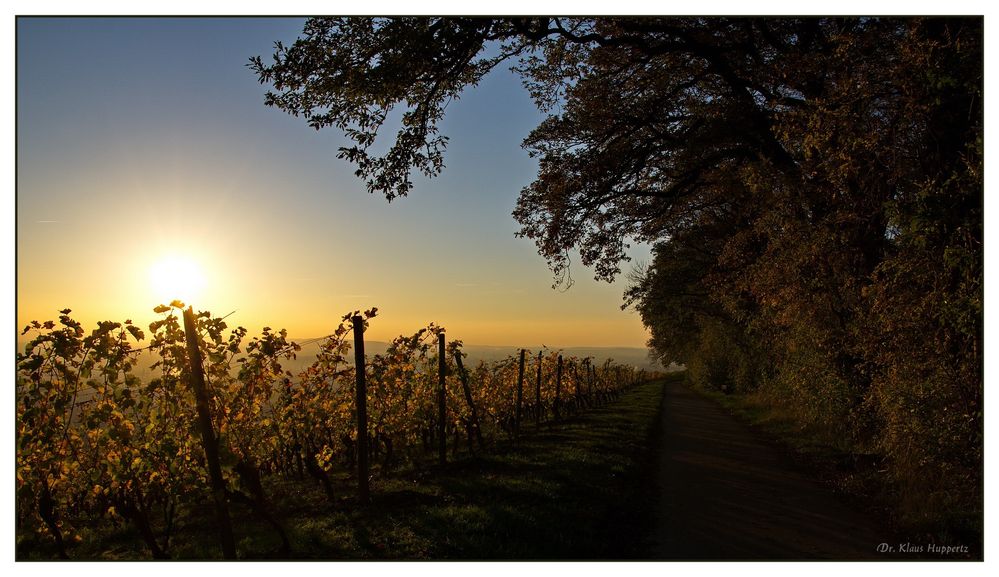 herbstliche Weinbergimpression -10-