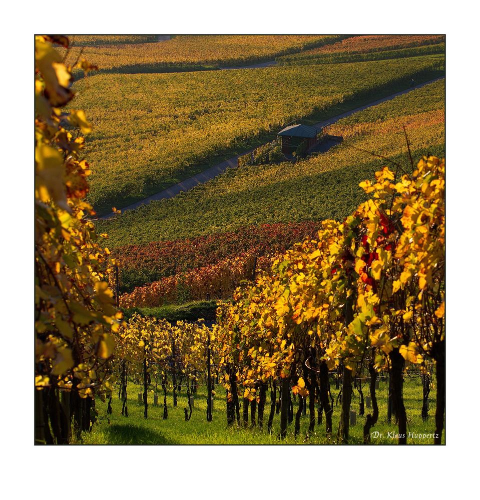 herbstliche Weinbergimpression -6-