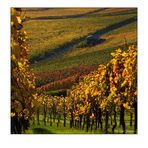 herbstliche Weinbergimpression -6-