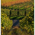 herbstliche Weinbergimpression -7-