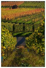 herbstliche Weinbergimpression -7-