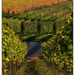 herbstliche Weinbergimpression -7-