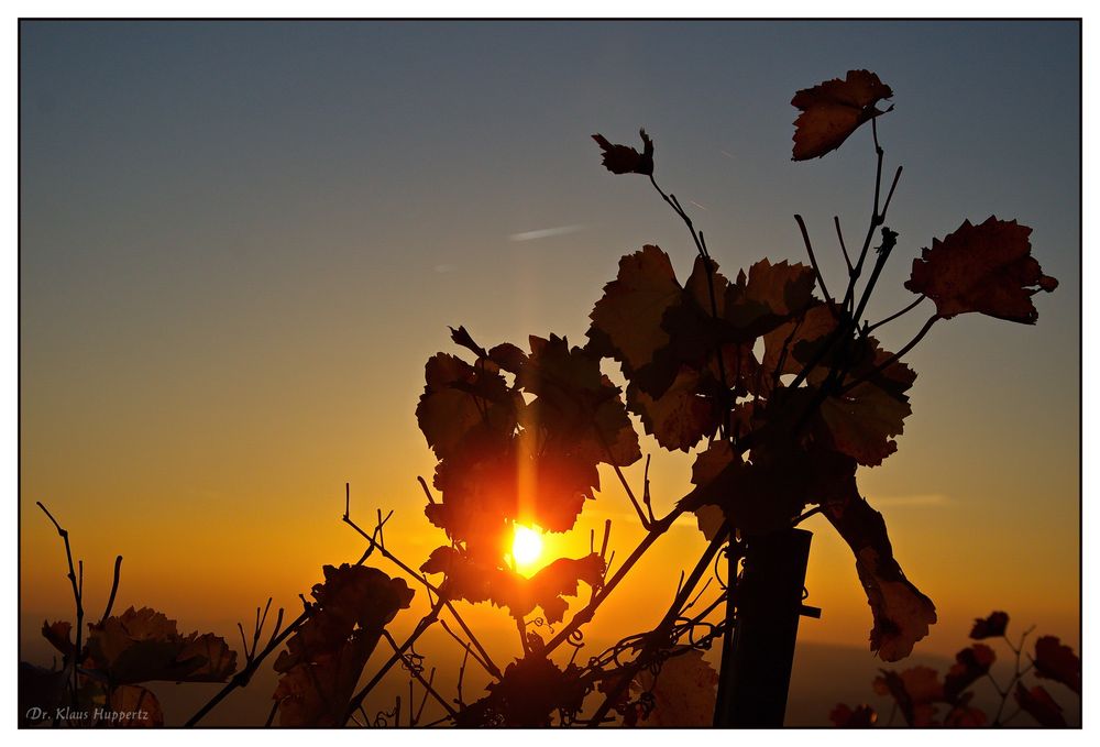 herbstliche Weinbergimpression -8-