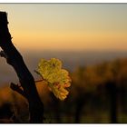 herbstliche Weinbergimpression -9-