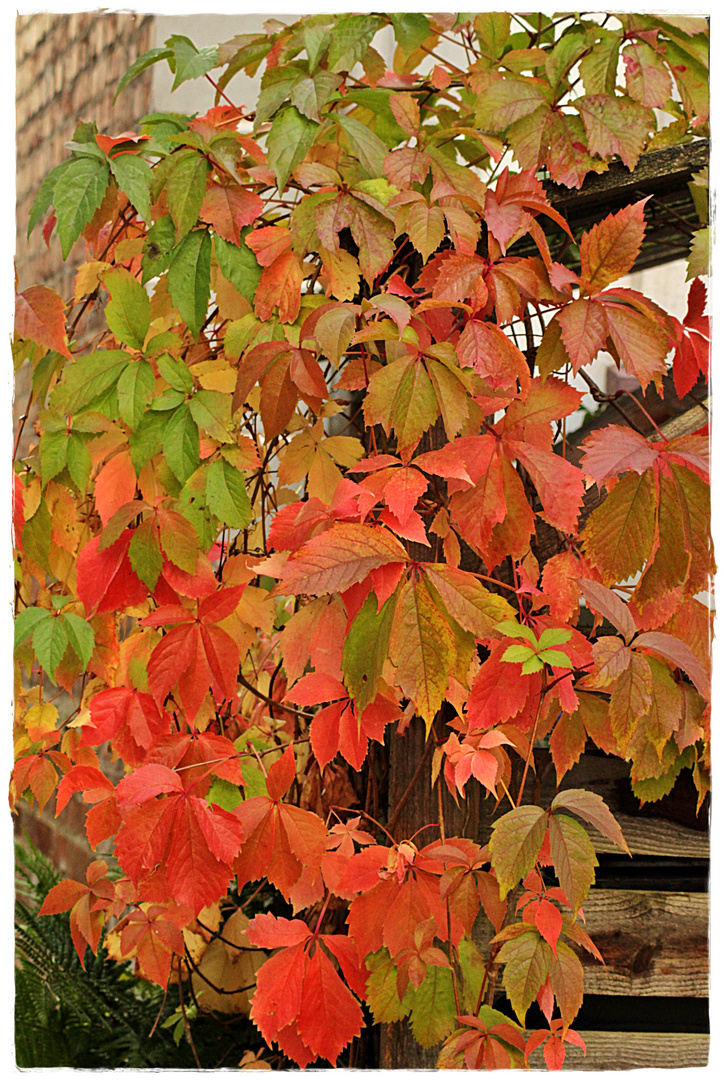 Herbstliche Weinblätter