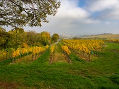 herbstliche weingärten...