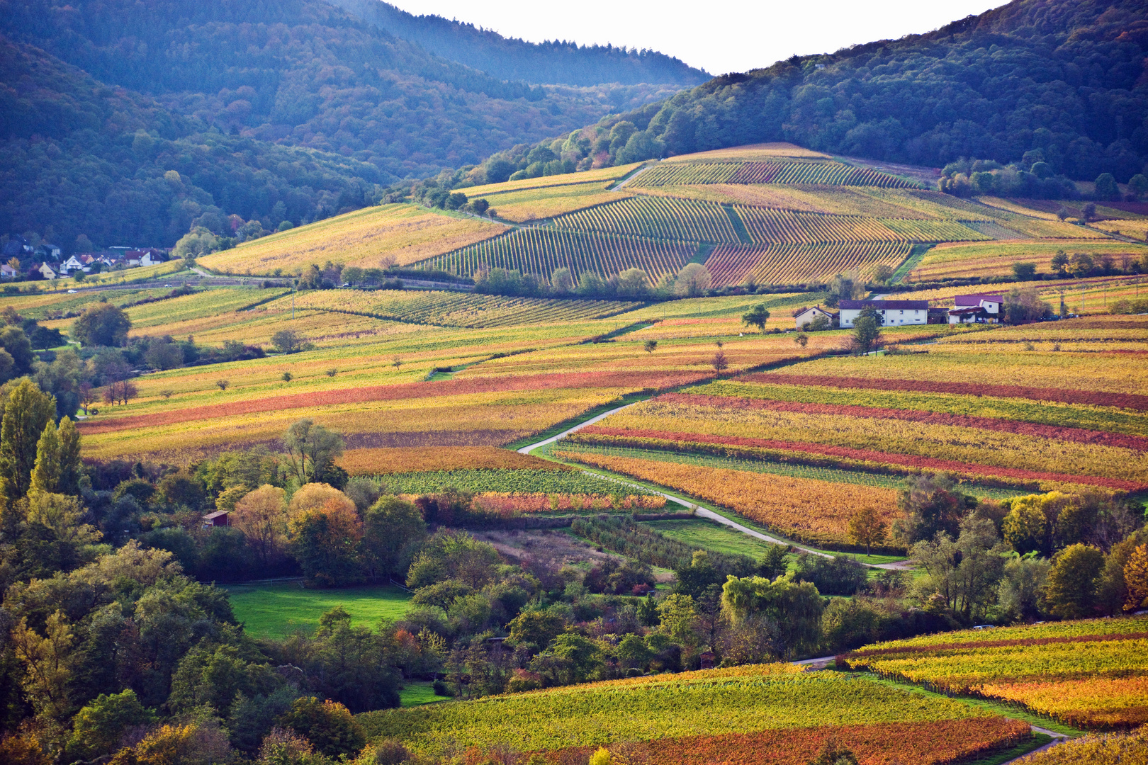 Herbstliche Weingärten bei Landau in der Pfalz