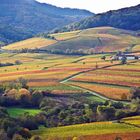 Herbstliche Weingärten bei Landau in der Pfalz