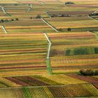 Herbstliche Weinlandschaft