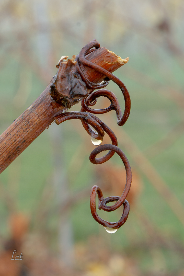 Herbstliche Weinrebe