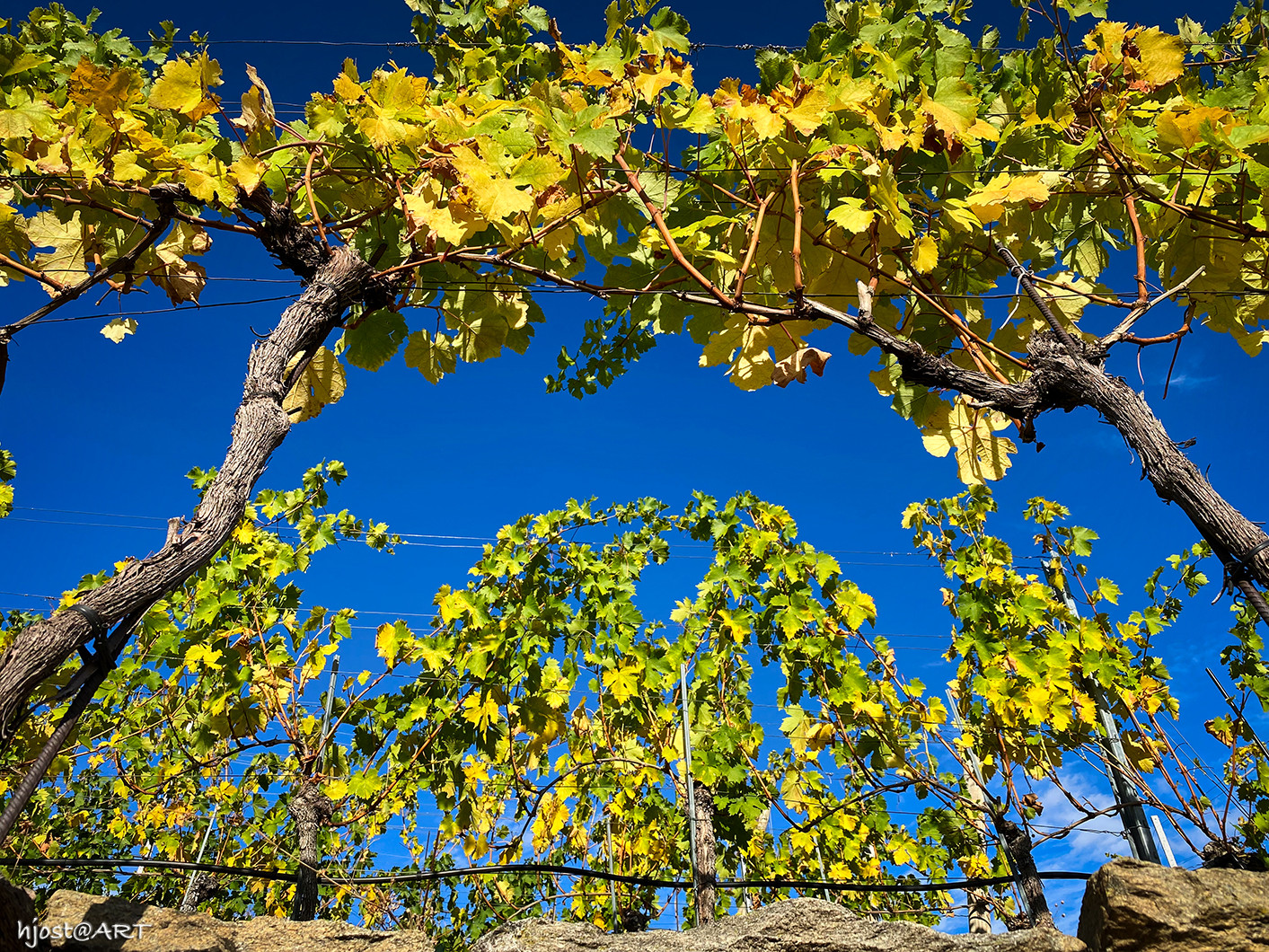 herbstliche Weinreben ...