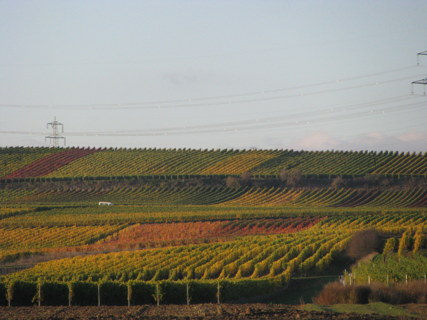 Herbstliche Weinreben