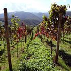 Herbstliche Weinreben an der Ahr