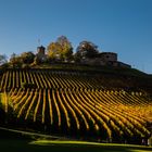  herbstliche Weinreben an Weibertreu-leider wolkenfrei