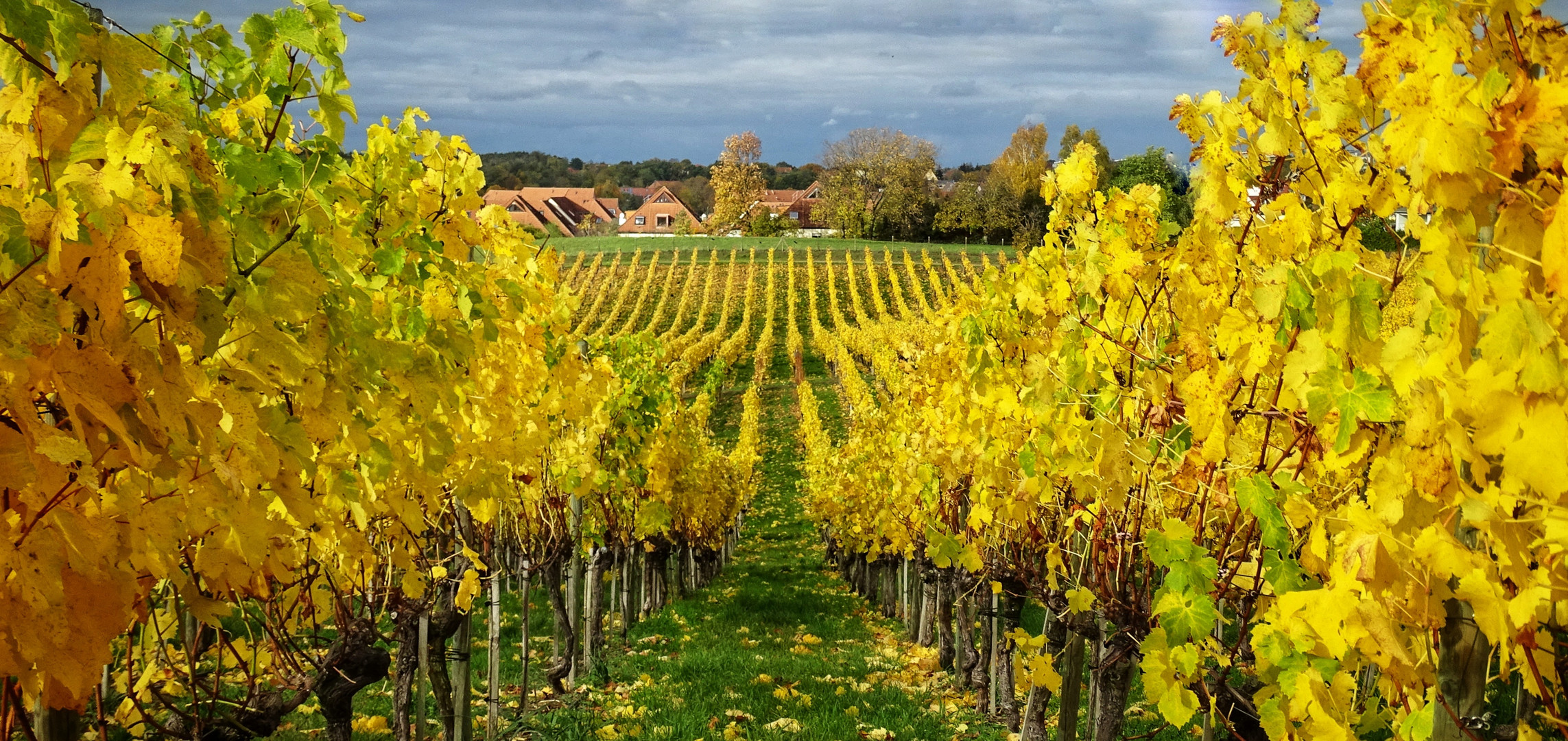 Herbstliche Weinreben auf dem Wachtelberg