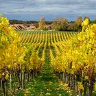 Herbstliche Weinreben auf dem Wachtelberg