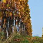 Herbstliche Weinreben