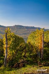 Herbstliche Weinreben