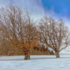 herbstliche Wetterbuchen im Winter 