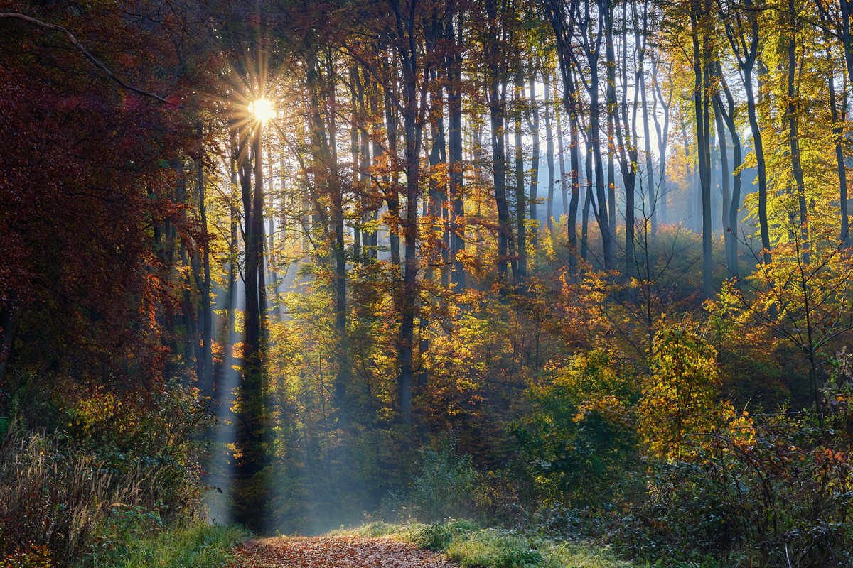 Herbstliche Wienerwaldimpression